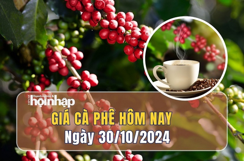 Giá cà phê hôm nay 30/10: Giá cà phê trong nước tăng 1.500 - 1.600 đồng/kg