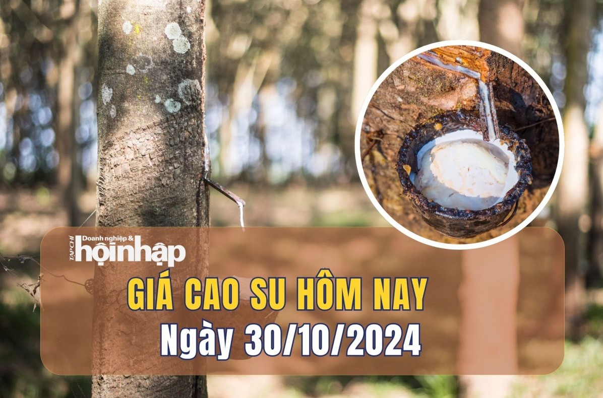 Giá cao su hôm nay 30/10: Giá cao su tiếp tục giảm trên các sàn giao dịch