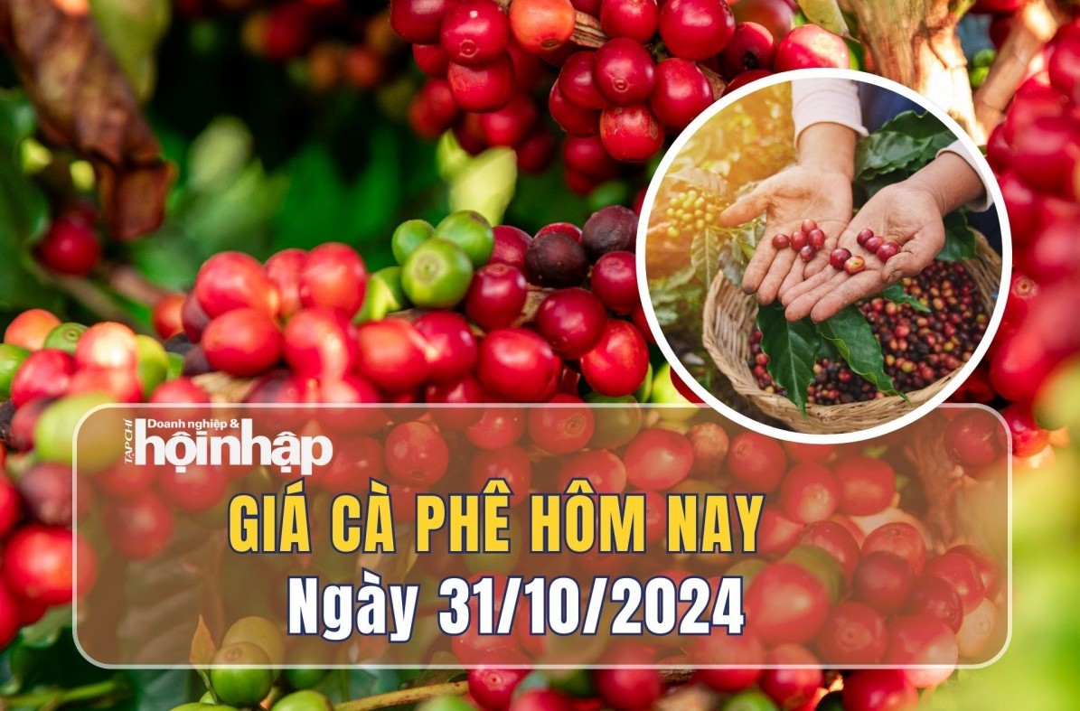 Giá cà phê hôm nay 31/10: Giá cà phê trong nước giảm mạnh 1.800 - 2.100 đồng/kg