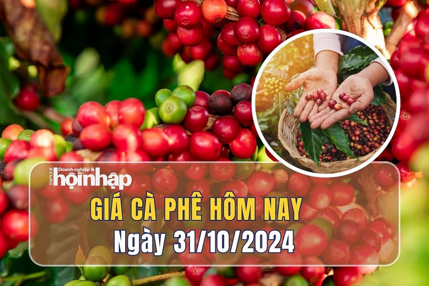 Giá cà phê hôm nay 31/10: Giá cà phê trong nước giảm mạnh 1.800 - 2.100 đồng/kg 