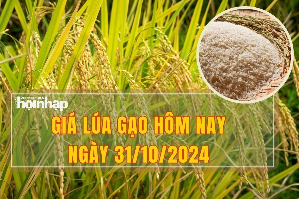 Giá lúa gạo hôm nay 31/10: Giá lúa tươi sôi động, giá gạo ổn định