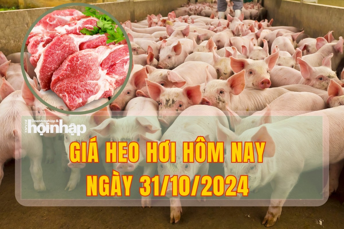 Giá heo hơi hôm nay 31/10: Thị trường miền Bắc ghi nhận có giá cao nhất cả nước