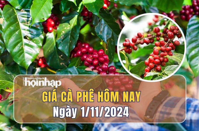 Giá cà phê hôm nay 1/11: Giá cà phê trong nước quay đầu tăng nhẹ 600 đồng/kg sau chuỗi biến động