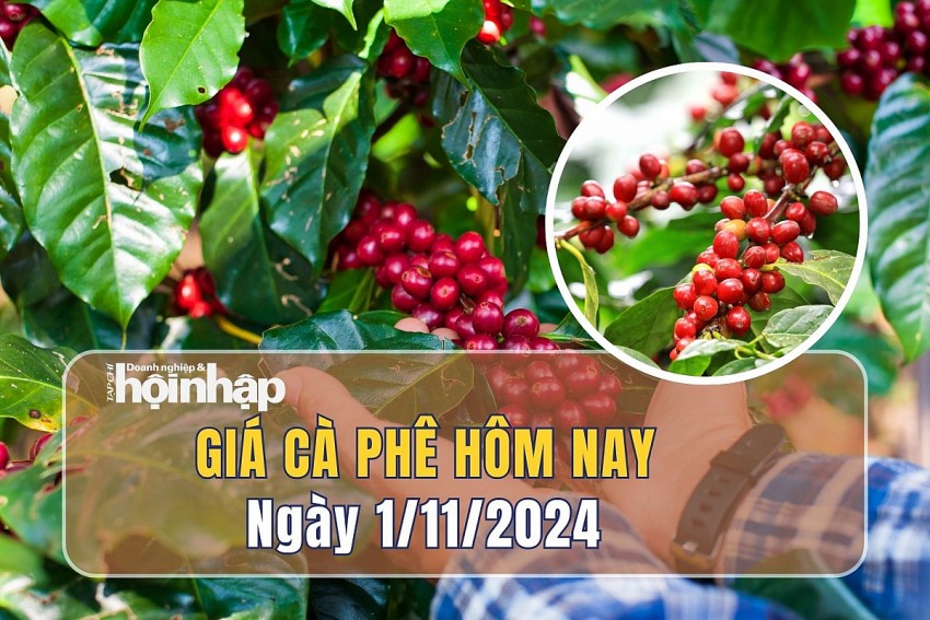 Giá cà phê hôm nay 1/11: Giá cà phê trong nước quay đầu tăng nhẹ 600 đồng/kg sau chuỗi biến động