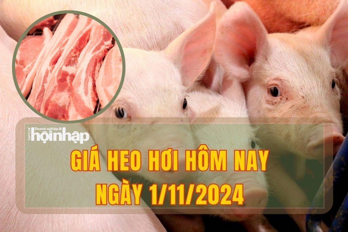 Giá heo hơi hôm nay 1/11: Thị trường miền Bắc bật tăng giá với mức 64.000 đồng/kg