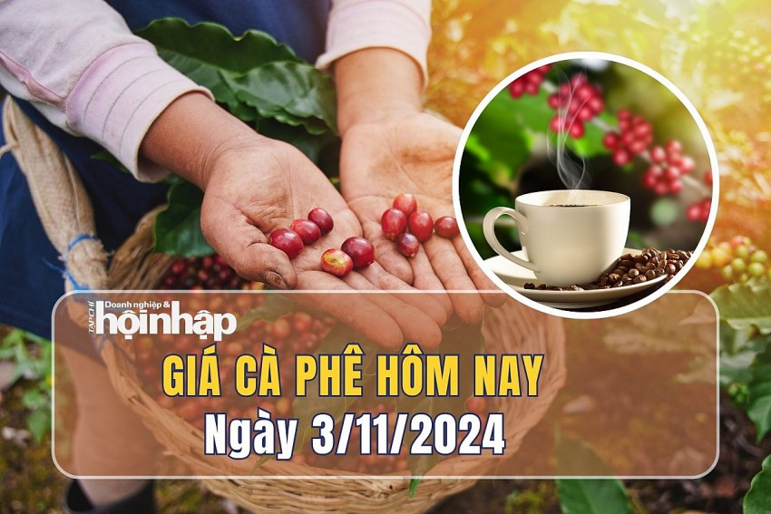 Giá cà phê hôm nay 3/11: Giá cà phê trong nước tiếp tục giảm 1.200 - 1.300 đồng/kg