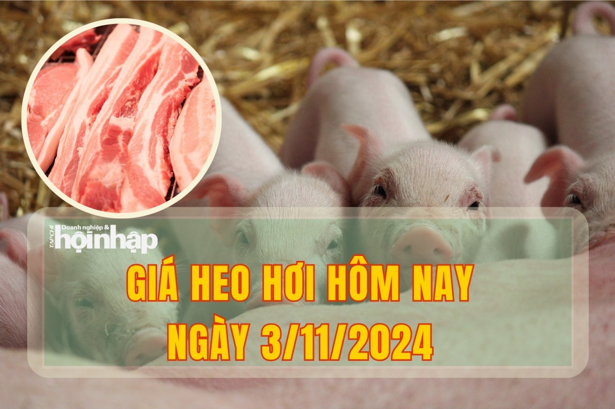 Giá heo hơi hôm nay 3/11: Thị trường đi ngang, miền Trung - Tây Nguyên có giá thấp nhất cả nước