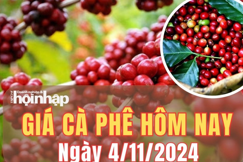 Giá cà phê hôm nay 4/11/2024: So với tuần trước, giá cà phê trong nước giảm 3.400 đồng/kg