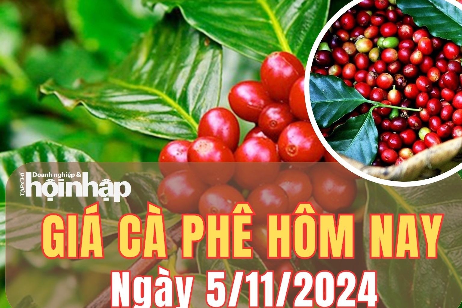 Giá cà phê hôm nay 5/11/2024: Giá cà phê trong nước đồng loạt giảm 500 đồng/kg