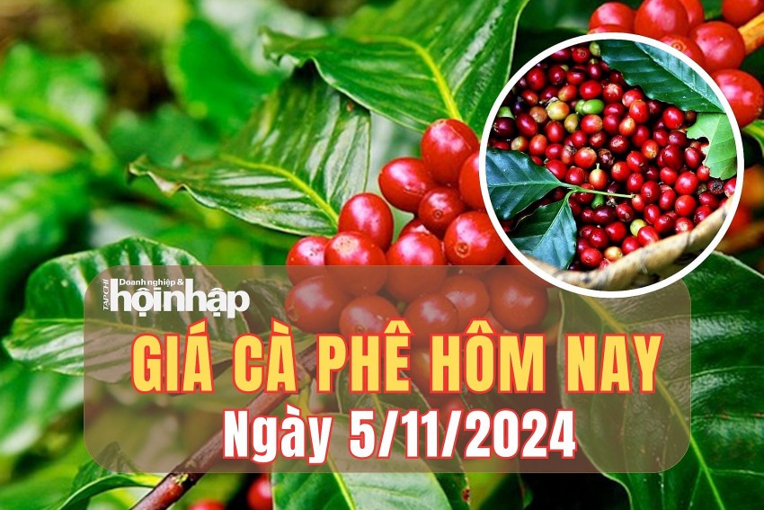 Giá cà phê hôm nay 5/11/2024: Giá cà phê trong nước đồng loạt giảm 500 đồng/kg