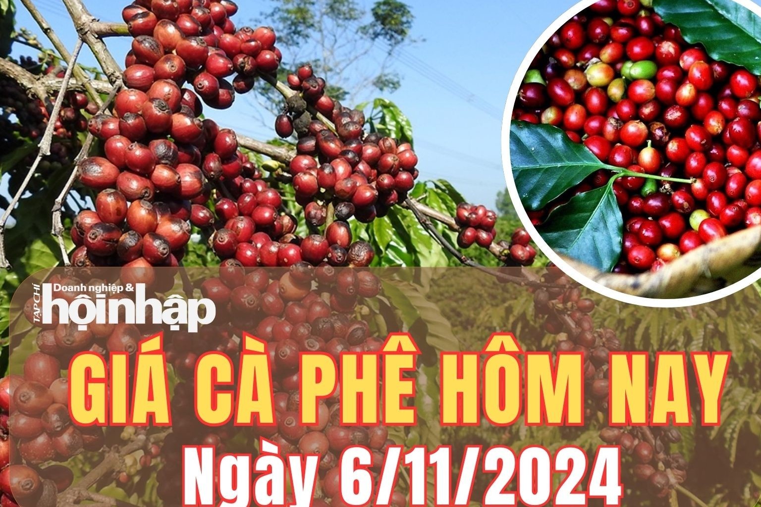 Giá cà phê hôm nay 6/11/2024: Giá cà phê trong nước quay đầu tăng  từ 400 - 500 đồng/kg