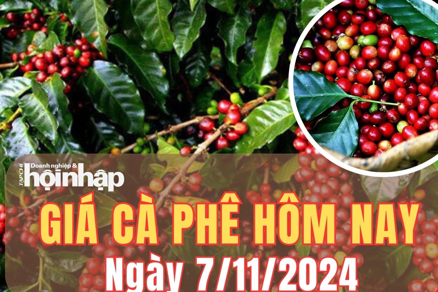 Giá cà phê hôm nay 7/11/2024: Giá cà phê trong nước giữ đà tăng