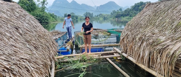 Nghề nuôi cá lồng giúp người dân thoát nghèo tại các huyện vùng cao Thanh Hoá