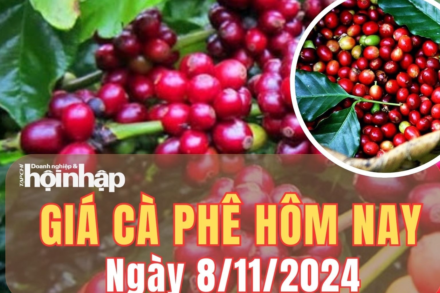 Giá cà phê hôm nay 8/11/2024: Trên sàn London, giá cà phê robusta tăng 4,16%, ở mức  4.486 USD/tấn