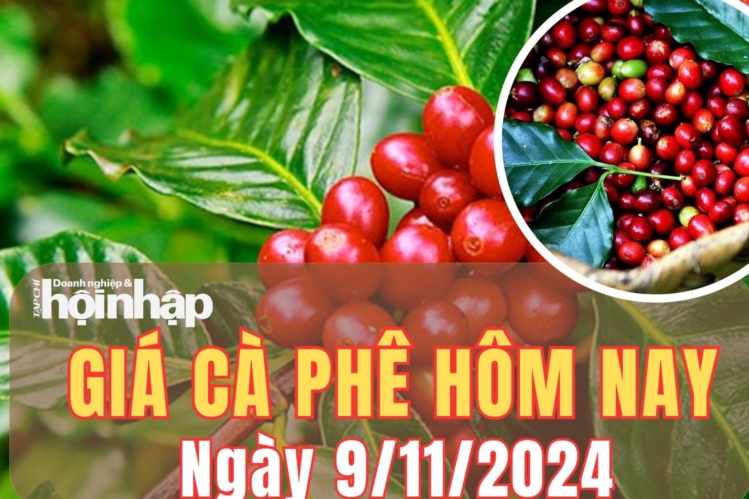 Giá cà phê hôm nay 9/11/2024: Giá cà phê trong nước tăng từ 2.500 - 2.700 đồng/kg