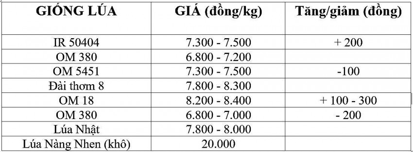 Giá lúa gạo hôm nay 9/11/2024: