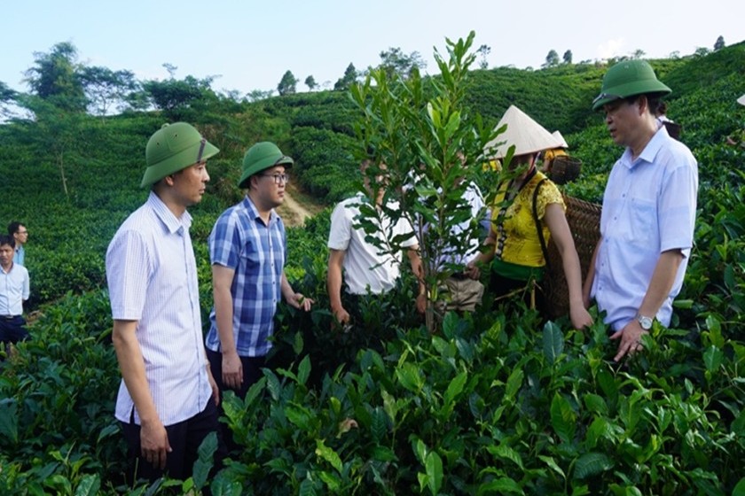 Yên Bái: Huyện Văn Chấn hỗ trợ các mô hình HTX, tổ chức sản xuất liên kết giúp tăng cường sức mạnh cộng đồng