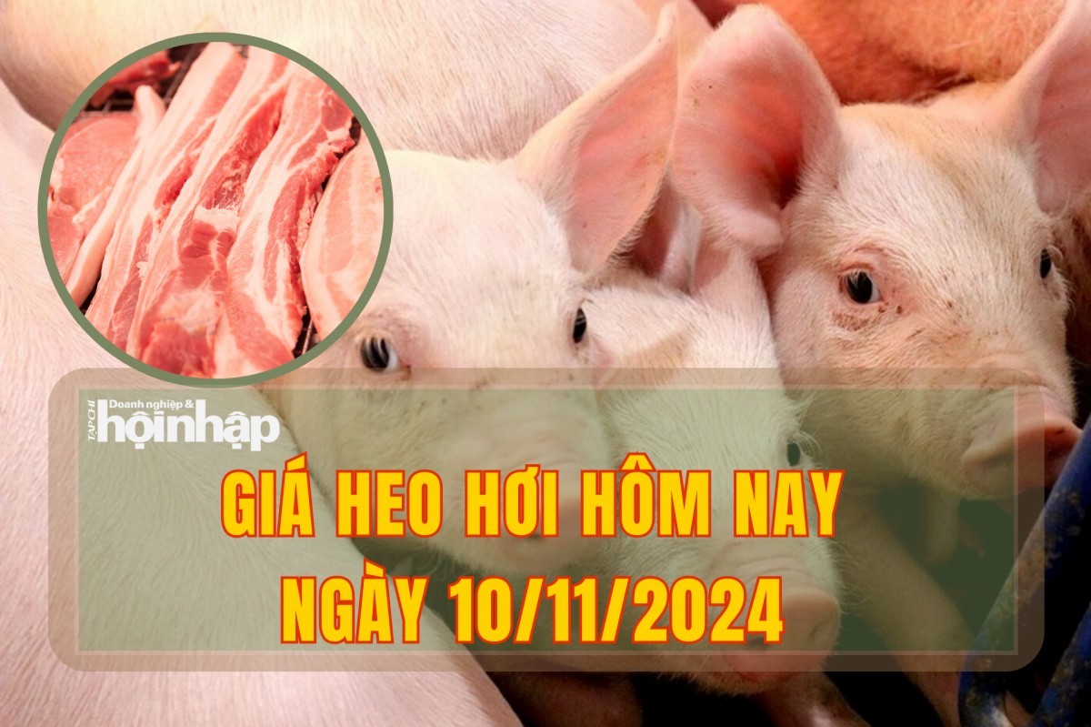 Giá heo hơi hôm nay 10/11: Thị trường tuần qua có sự tăng nhẹ 1.000 - 2.000 đồng/kg