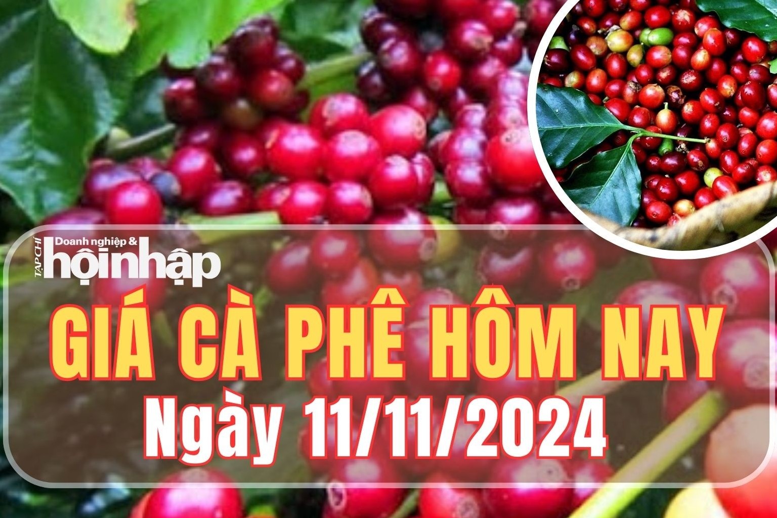 Giá cà phê hôm nay 11/11/2024: So với tuần trước, giá cà phê trong nước tăng 500 đồng/kg