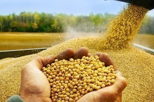 Trung Quốc nhập lượng đậu tương kỷ lục, cảnh báo lệch pha cung - cầu