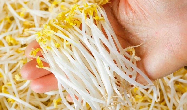 Những đại kỵ khi ăn giá đỗ cần lưu ý Những đại kỵ khi ăn giá đỗ cần lưu ý