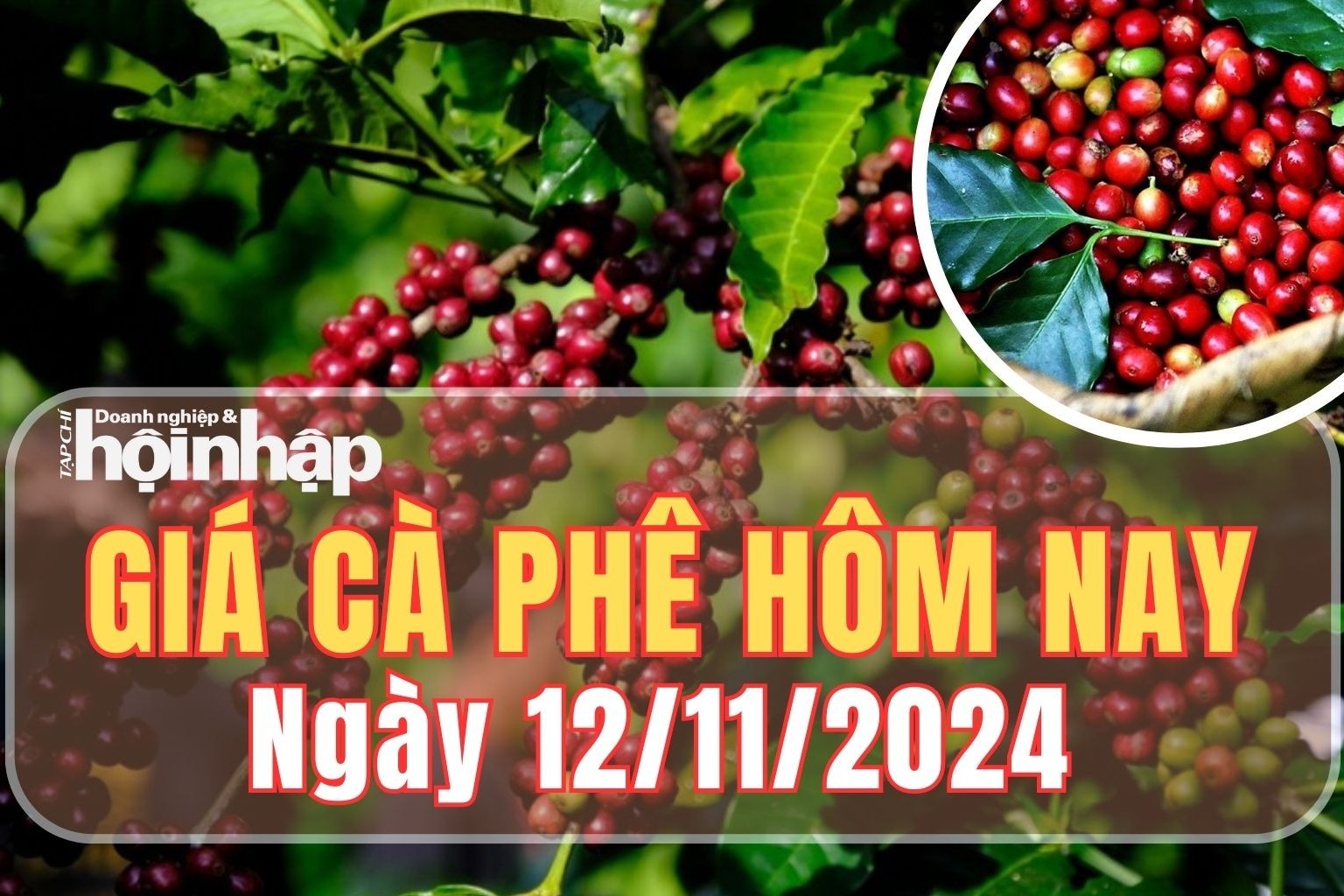 Giá cà phê hôm nay 12/11/2024: Giá cà phê robusta London tăng 2,29%, ở mức 4.476 USD/tấn