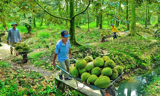 Xuất khẩu sầu riêng: Hiểu mình, hiểu người