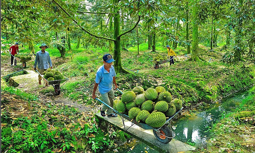 Sầu riêng là mặt hàng  trái cây xuất khẩu chủ lực của Việt Nam.