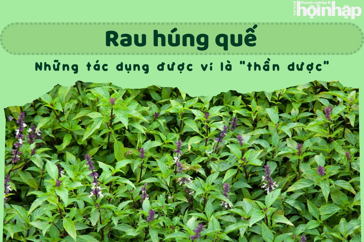 Rau húng quế và những tác dụng được ví là “thần dược”