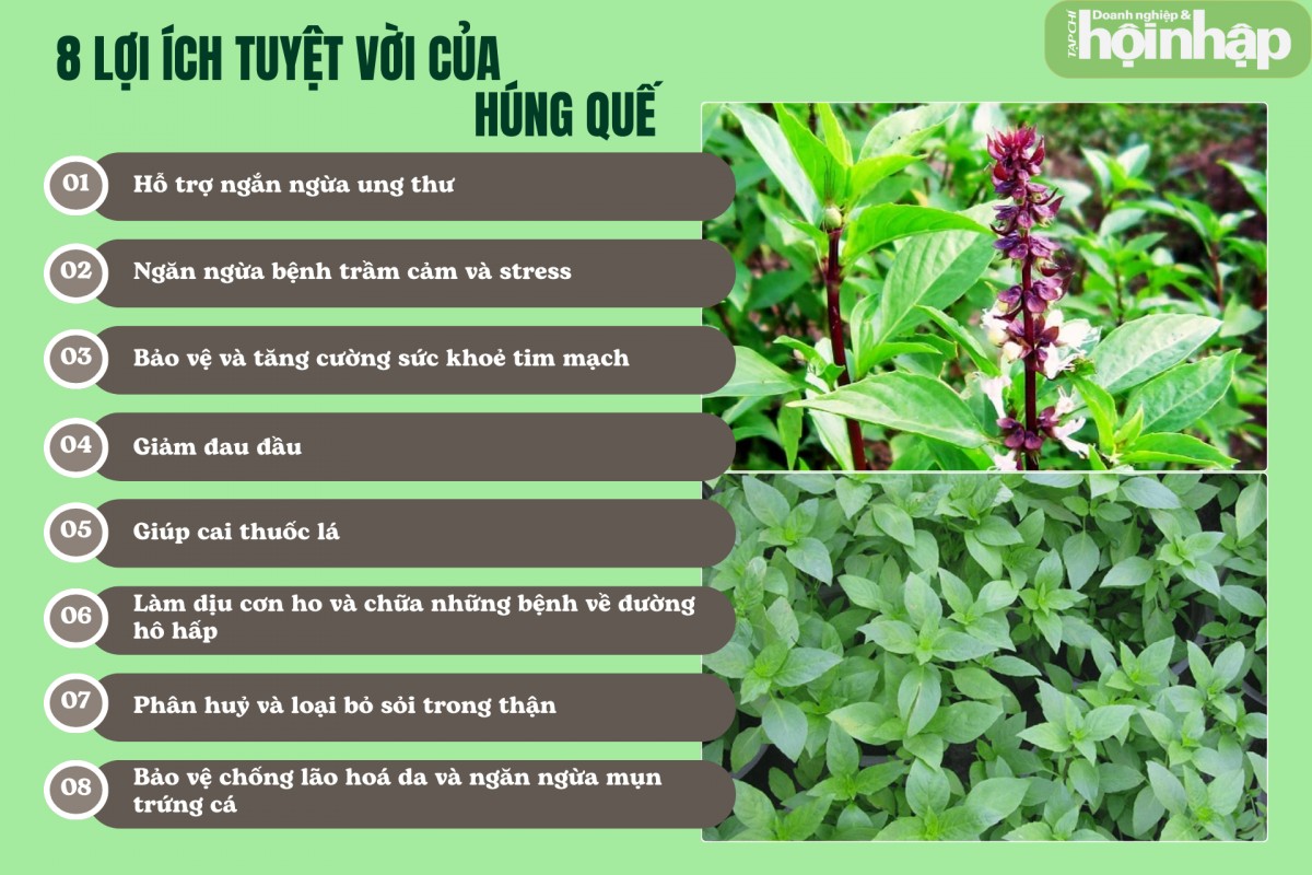 8 lợi ích tuyệt vời của rau húng quế