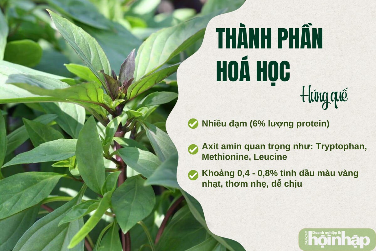 Thành phần hoá học của rau húng quế