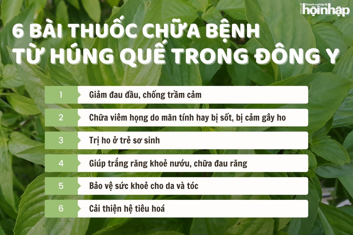 6 bài thuốc chữa bệnh từ húng quế trong Đông y