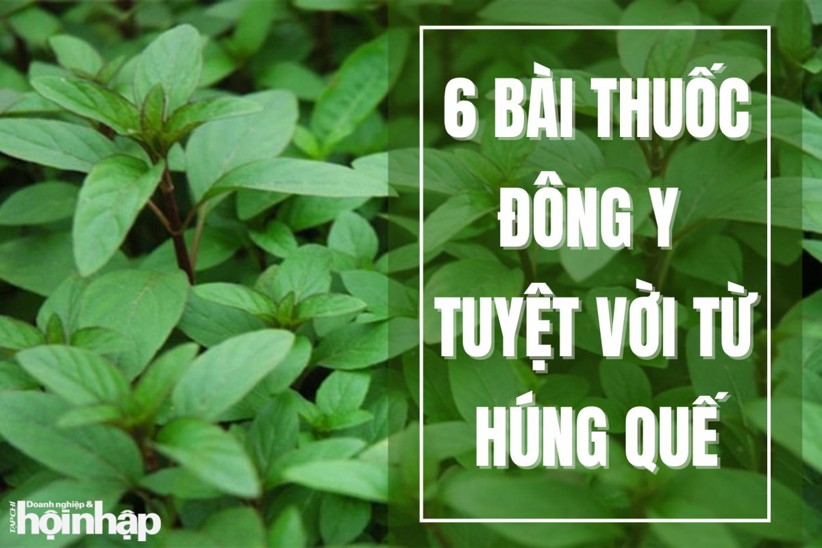 6 bài thuốc Đông y tuyệt vời từ húng quế