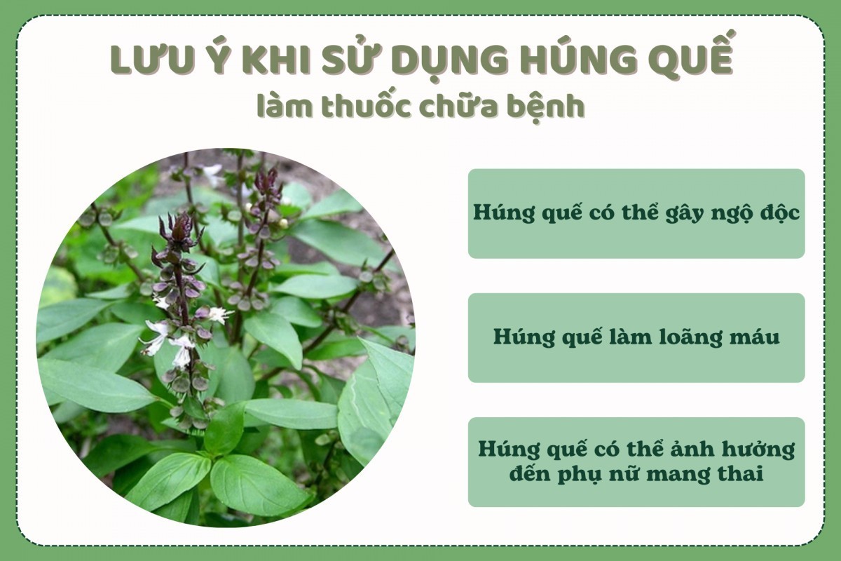 Lưu ý khi sử dụng húng quế làm thuốc chữa bệnh