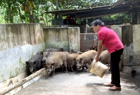 Nỗ lực đào tạo nghề cho lao động nông thôn ở huyện Yên Lập, tỉnh Phú Thọ