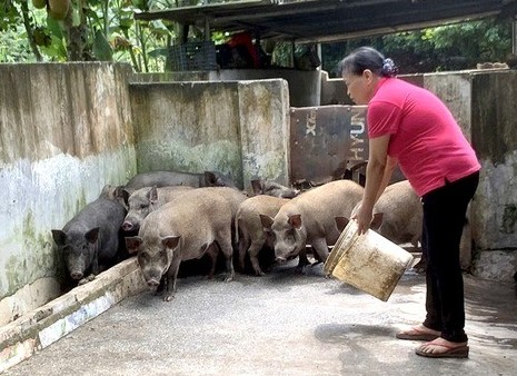 Nỗ lực đào tạo nghề cho lao động nông thôn ở huyện Yên Lập, tỉnh Phú Thọ