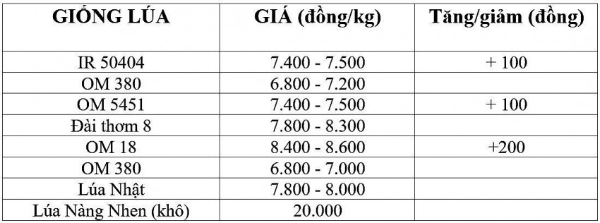 Giá lúa gạo hôm nay 14/11/2024: