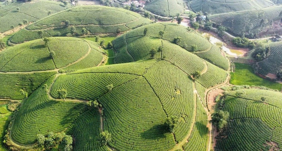 Khám phá vẻ đẹp hoang sơ của đồi chè Long Cốc, Phú Thọ