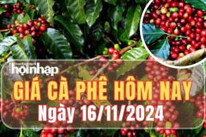 Giá cà phê hôm nay 16/11/2024: Giá cà phê trong nước tiếp tục đà tăng mạnh