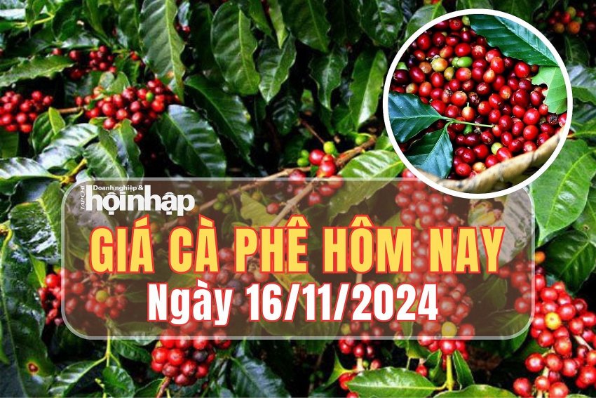 Giá cà phê hôm nay 16/11/2024: