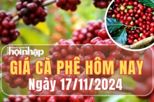 Giá cà phê hôm nay 17/11/2024: Giá cà phê trong nước quay đầu giảm từ 600 - 700 đồng/kg