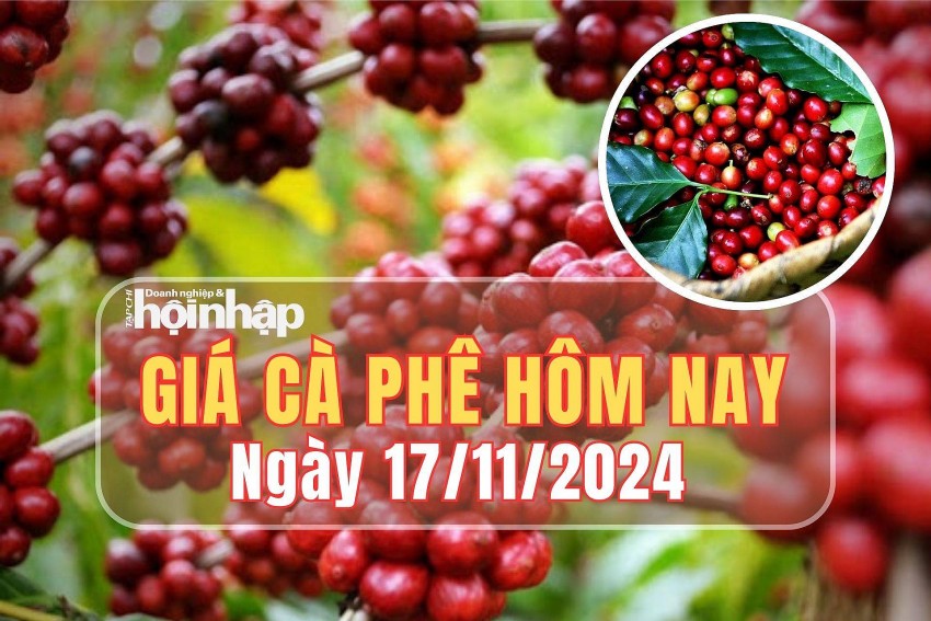 Giá cà phê hôm nay 17/11/2024: