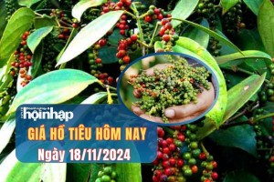 Giá tiêu hôm nay 18/11: Dự báo có thể tiếp tục tăng nhẹ