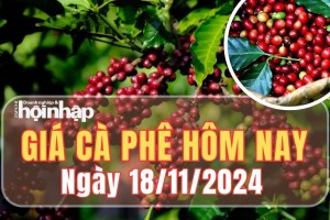 Giá cà phê hôm nay 18/11/2024: Đầu tuần, giá cà phê ổn định