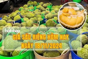 Giá sầu riêng hôm nay 18/11: Thị trường đang trên đà giảm