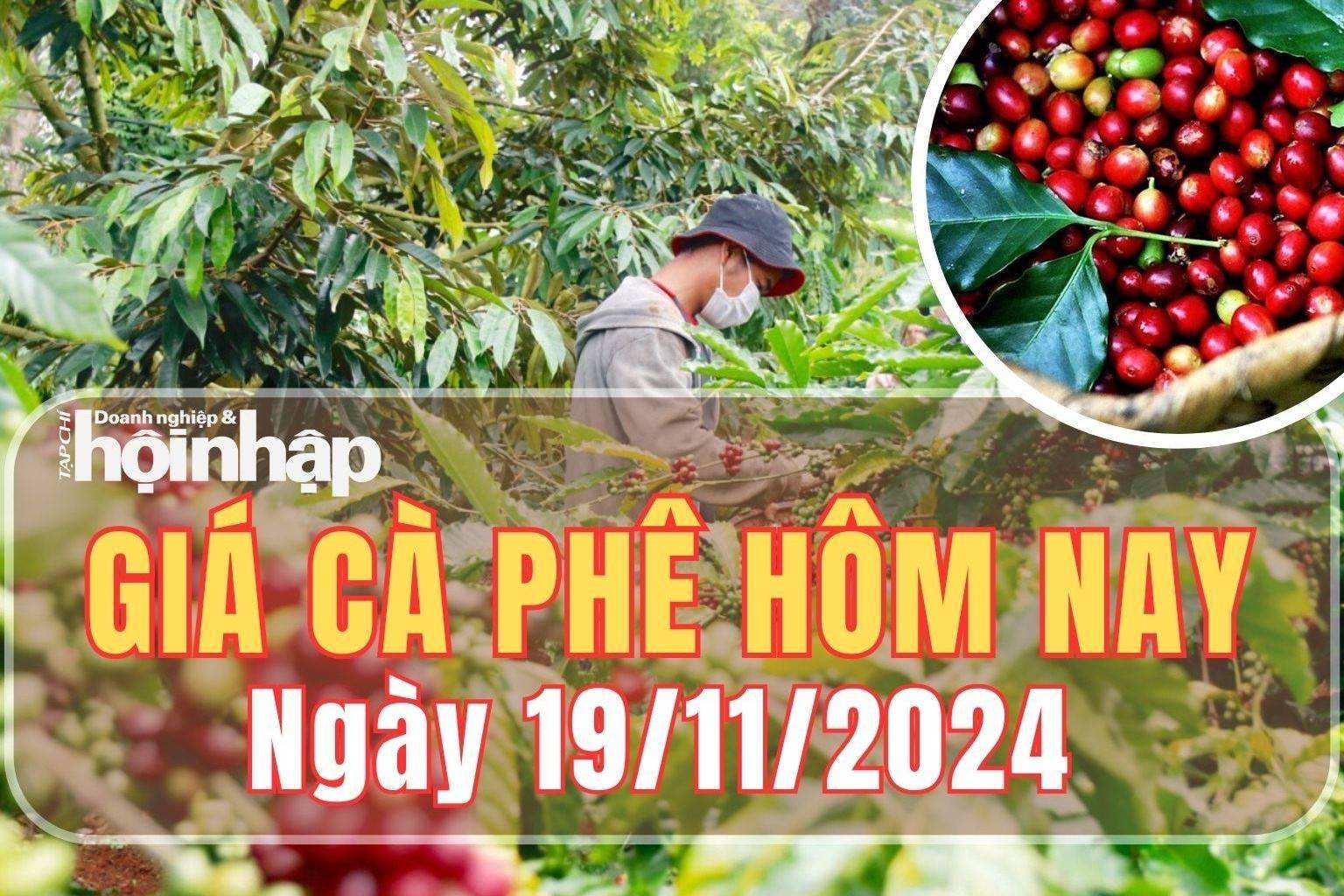 Giá cà phê hôm nay 19/11/2024: Trong nước, giá cà phê tăng từ 300 - 400 đồng/kg