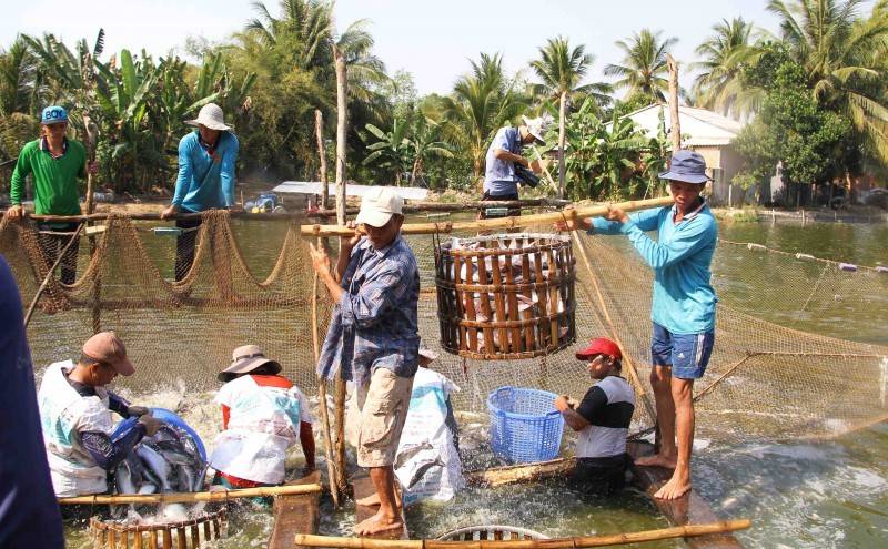 Khai thác cá trá tại miền Tây.