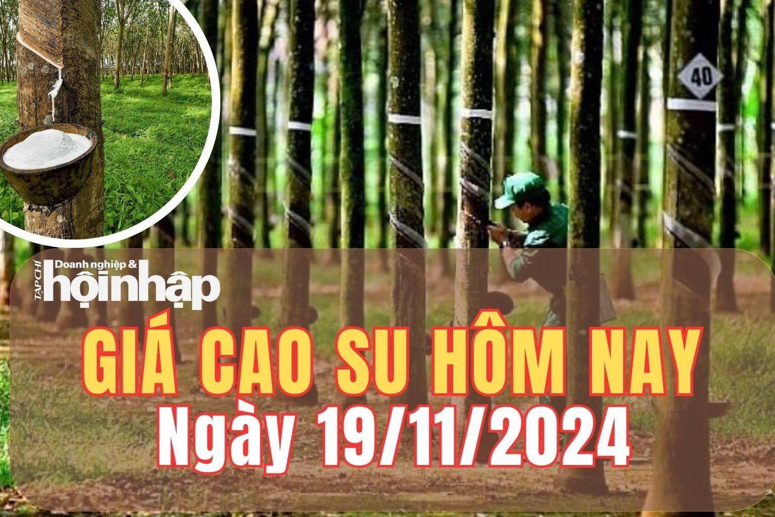 Giá cao su hôm nay 19/11/2024: Giá cao su trong nước điều chỉnh giảm nhẹ