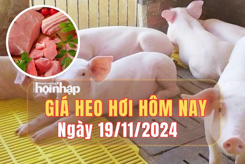 Giá heo hơi  hôm nay 19/11/2024: