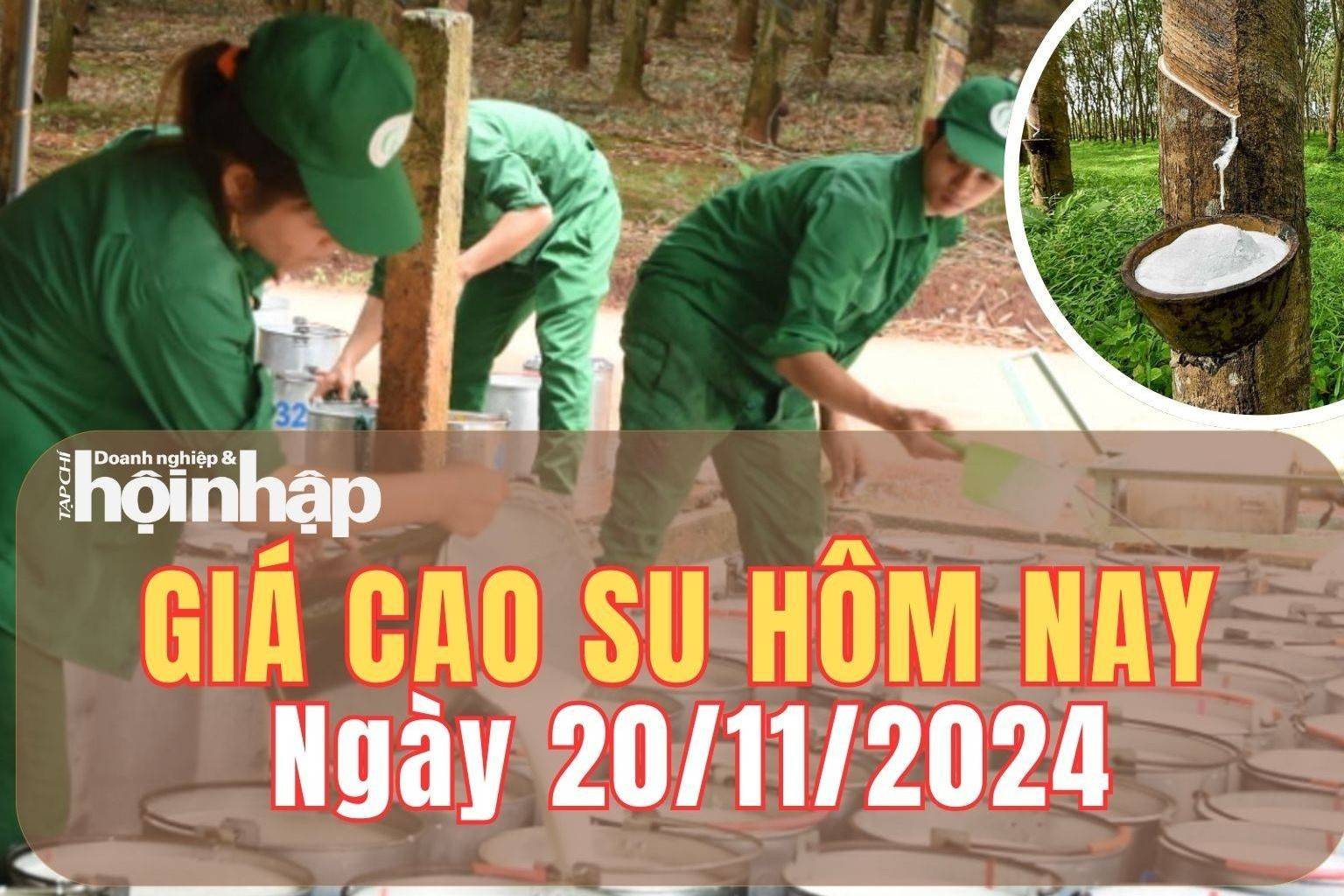 Giá cao su hôm nay 20/11/2024: Giá cao su tại sàn Tocom và SHFE tăng - giảm trái chiều